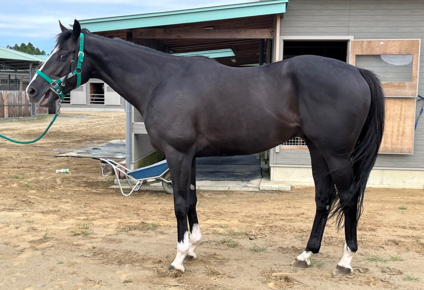 レッドインテンス Red Intense 牡 4歳 ※地方競馬 在籍 | サラブレッド