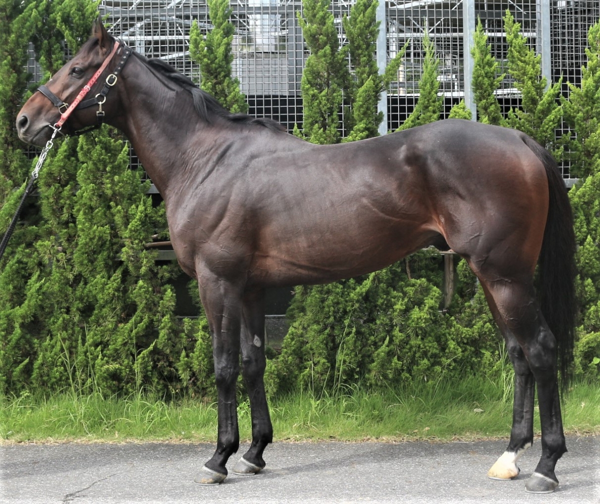 ヴェノム Venom 牡 4歳 ※中央競馬 登録抹消 | サラブレッドオークション