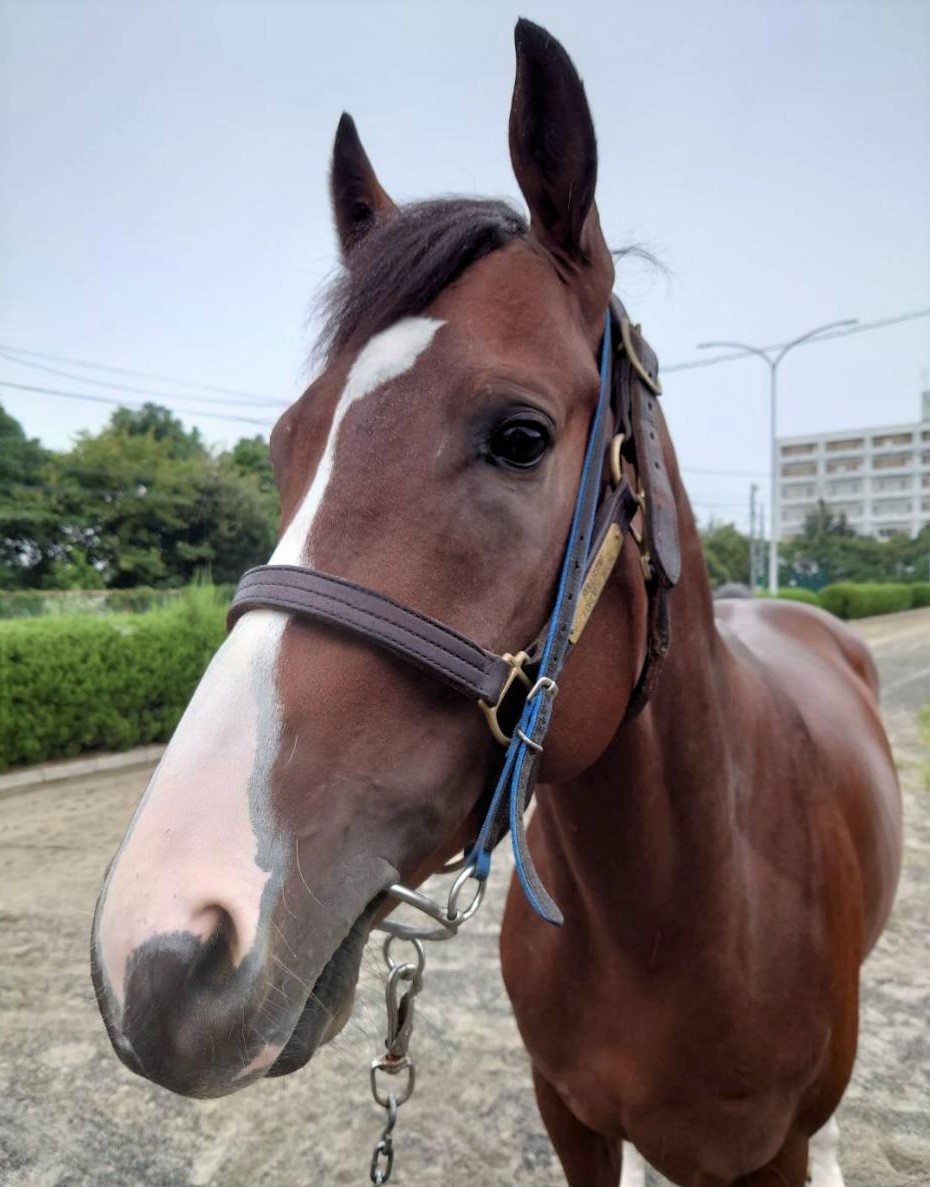 フォーエバーシップ Forever Ship 牡 3歳 ※地方競馬 在籍