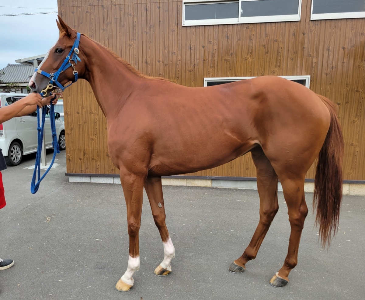 アポロシュシュ Apollo Chouchou 牝 ２歳 ※中央競馬 在籍（２歳未勝利