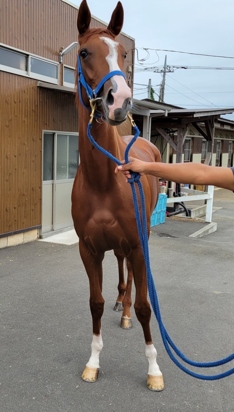 アポロシュシュ Apollo Chouchou 牝 ２歳 ※中央競馬 在籍（２歳未勝利