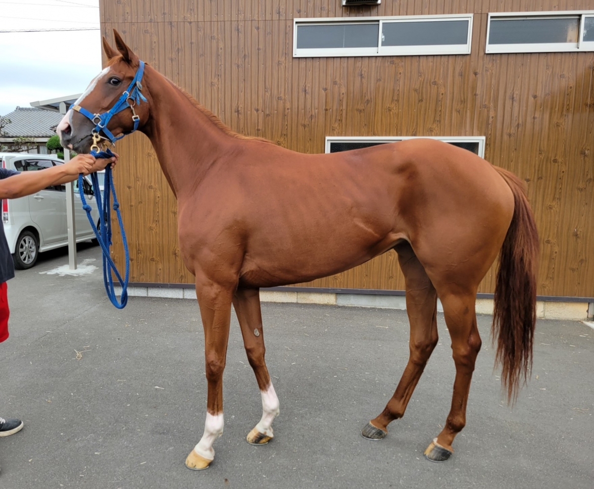 アポロシュシュ Apollo Chouchou 牝 2歳 ※中央競馬 在籍（2歳