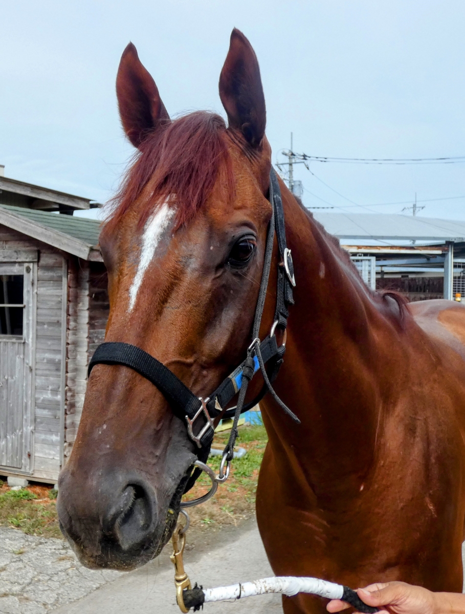 アポロティアモ Apollo Ti Amo 牡 ５歳 ※中央競馬 登録抹消 | サラブレッドオークション