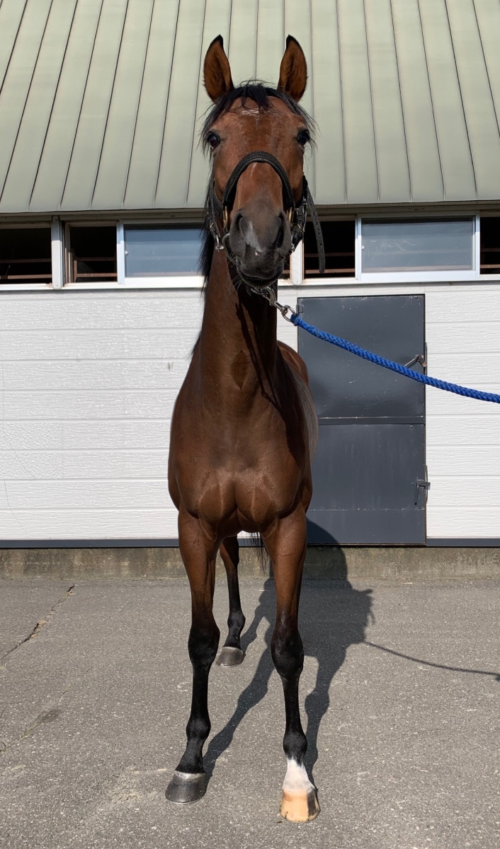 競馬 サラブレッド 写真集 ナリタブライアン トウカイテイオー