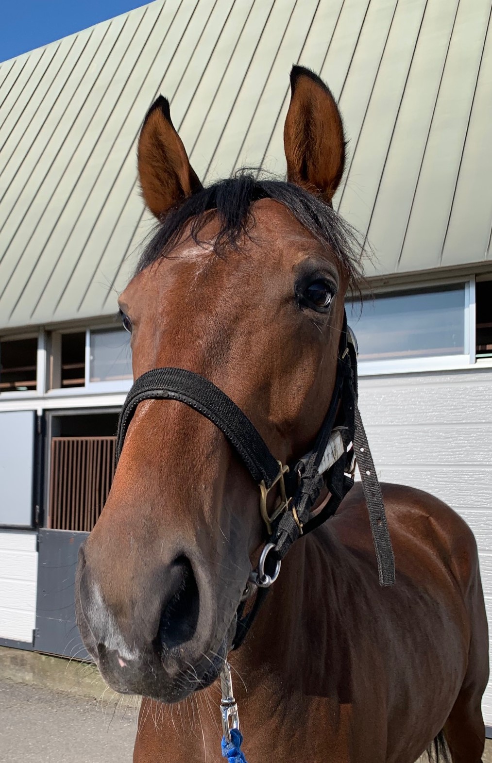 テーオーサイモン T O Simon 牡 2歳 ※地方競馬 在籍（未出走