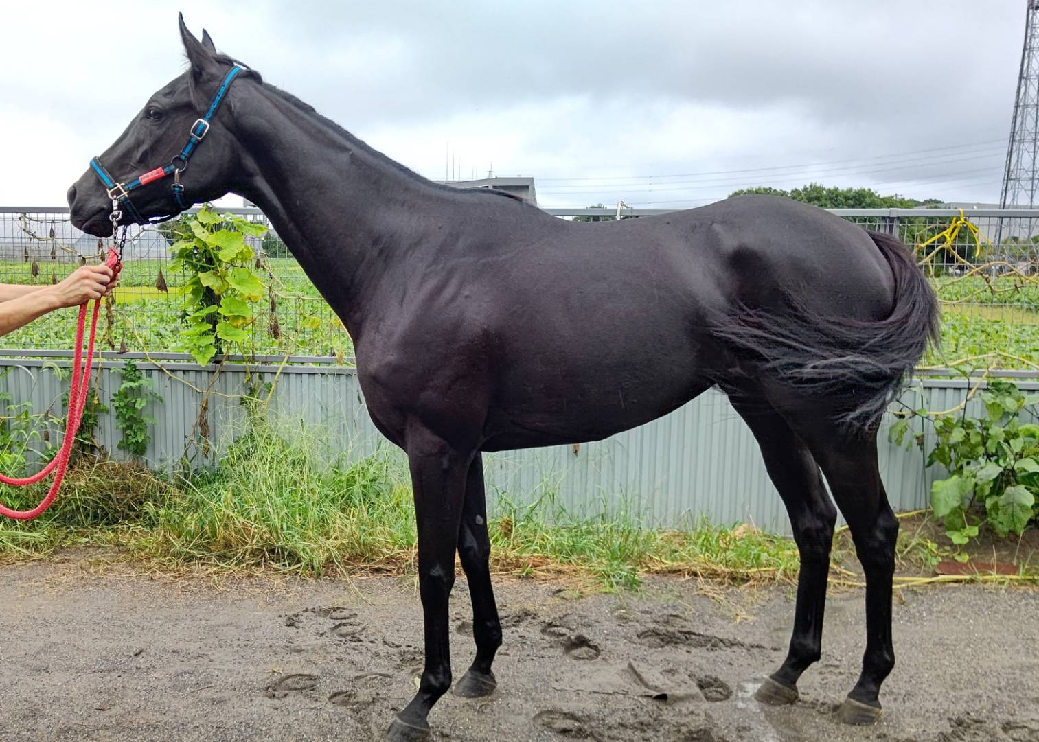 ポンテビアンカ Ponte Bianca 牝 3歳 ※地方競馬 在籍