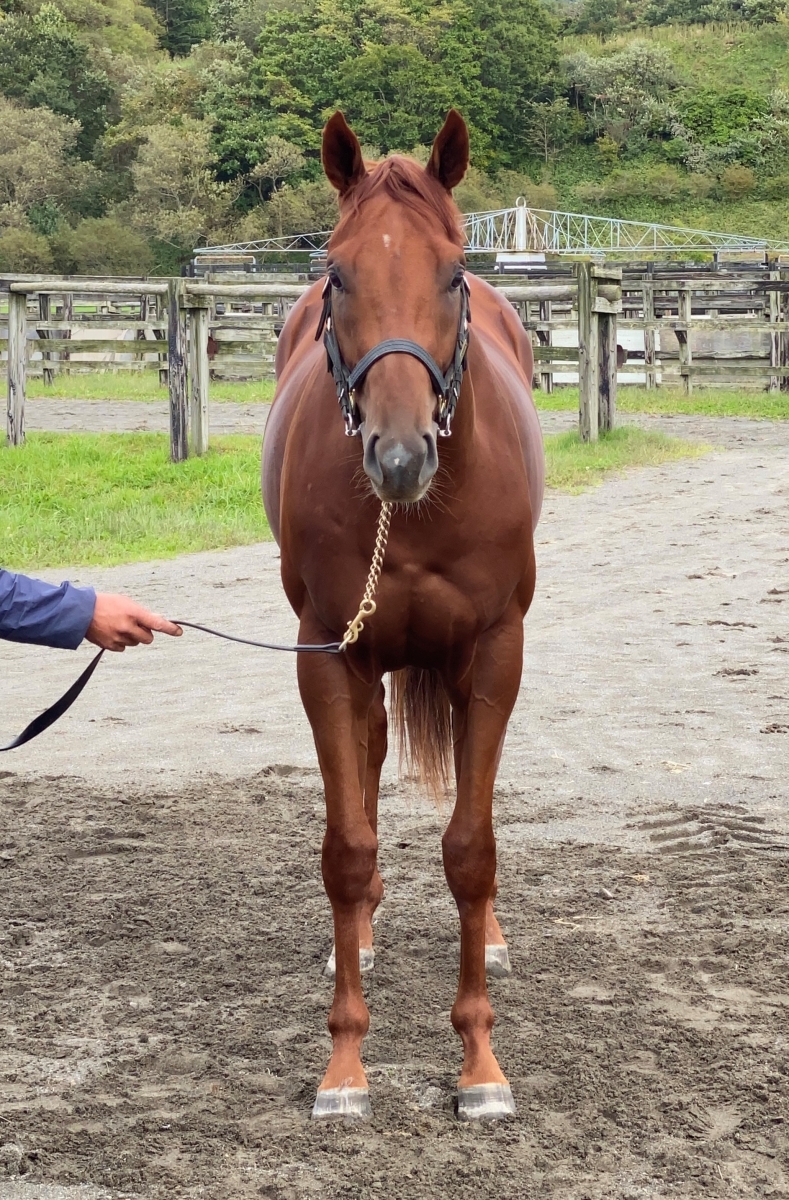 ネローリの20 Neroli 20 牡 ２歳 ※育成馬（未登録） | サラブレッド 