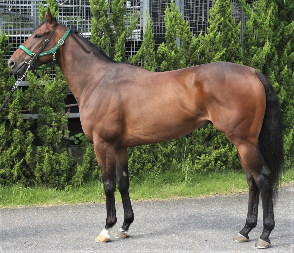 うまそう ヴィジャーヤ Vijaya セン 4歳 ※中央競馬 登録抹消