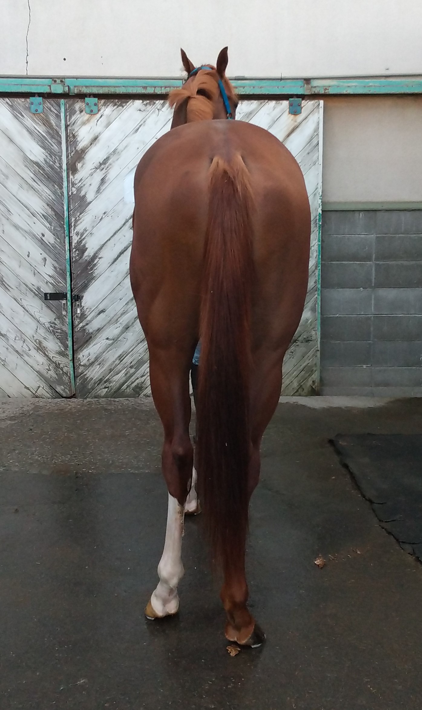 エスティフィン S T Fin 牡 2歳 ※地方競馬 在籍 | サラブレッド