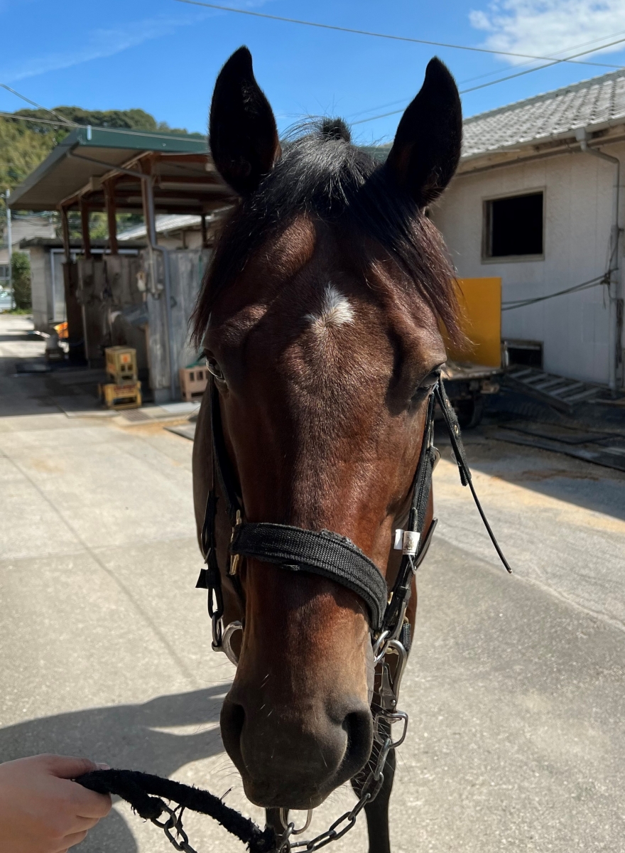 アポロマジェスティ Apollo Majesty 牡 3歳 ※地方競馬 在籍