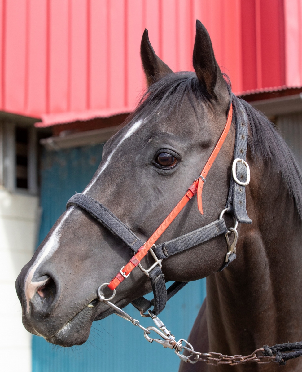 キングハート King Heart 牡 9歳 ※地方競馬 在籍