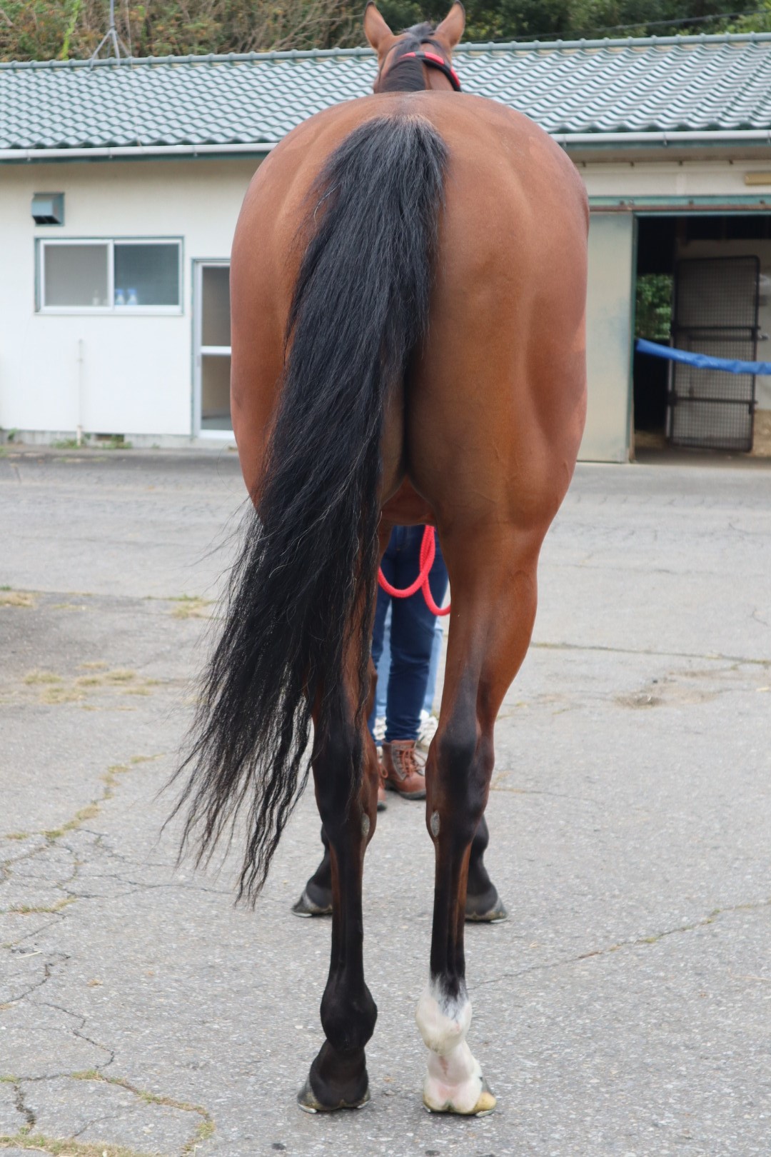 グランダルメ Grande Armee 牝 2歳 ※中央競馬 登録抹消 グランダルメ Grande Armee 牝 2歳 ※中央競馬 登録抹消