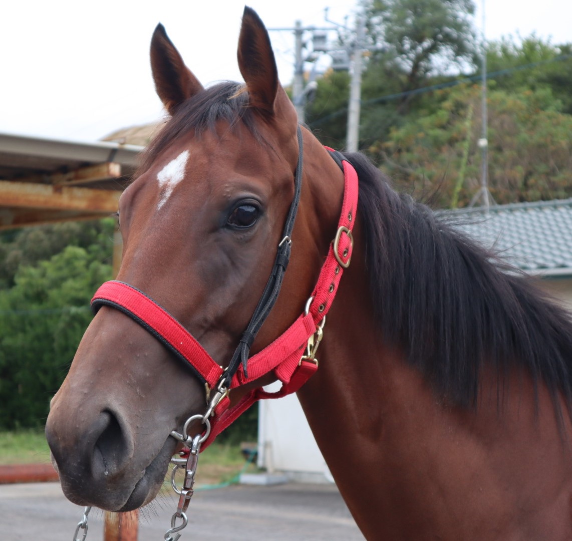 モダンアート 牝2歳 ※地方競馬 在籍 | サラブレッドオークション