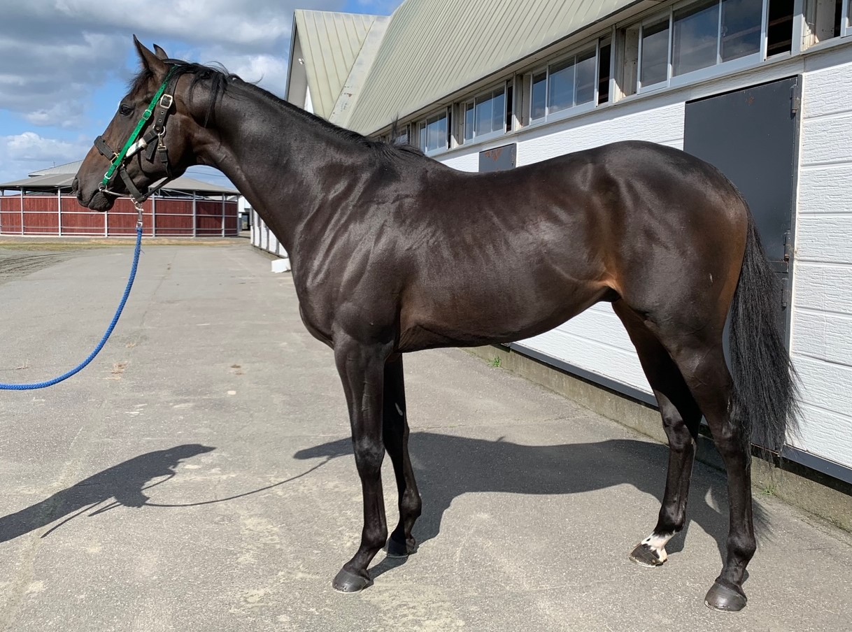 カッテニシヤガレ Katteni Shiyagare 牡 2歳 ※地方競馬 在籍