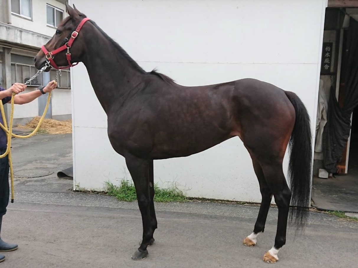 ナンノジョーダン　Nanno Jordan　　牝　３歳　　※地方競馬　在籍_main1