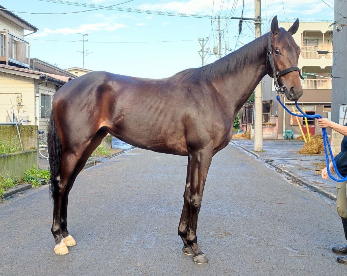 イダテンターボ Idaten Turbo 牡 2歳 ※地方競馬 在籍