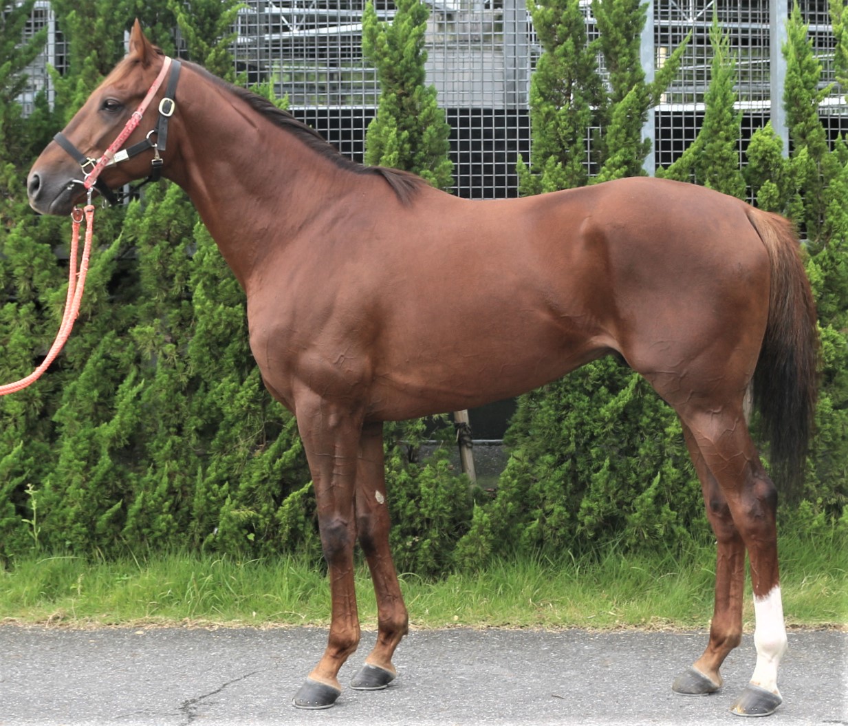 カウンターテナー Countertenor 牡 4歳 ※地方競馬 在籍 カウンターテナー Countertenor 牡 4歳 ※地方競馬 在籍