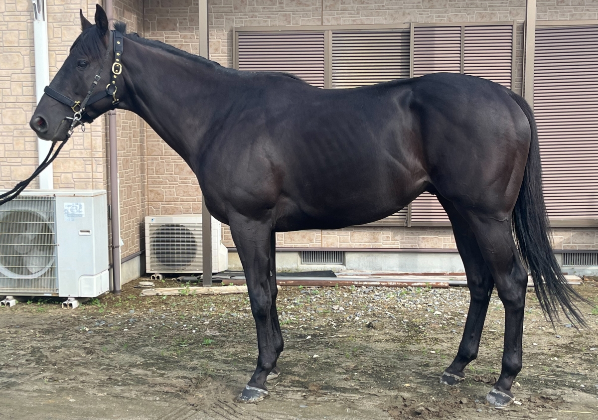 馬様 セール】フリンジベスト2Pワンピース 247487（ワンピース）｜LOWRYS