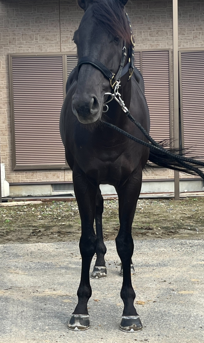 マミリアス Mamillius 牡 4歳 ※地方競馬 在籍 | サラブレッドオークション