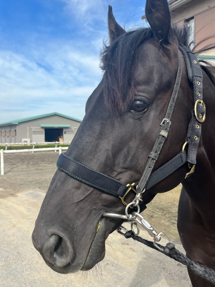 マミリアス Mamillius 牡 4歳 ※地方競馬 在籍 | サラブレッドオークション