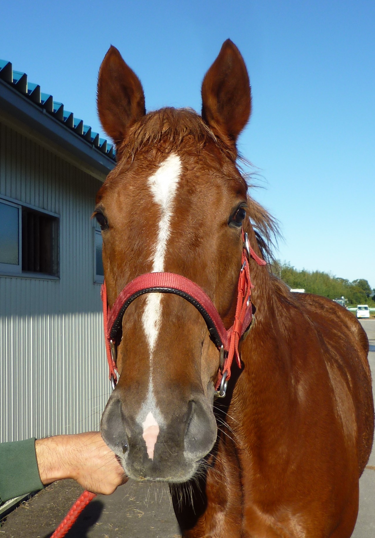 モズビッグボス Mozu Big Boss 牡 2歳 ※中央競馬 登録抹消（未出走