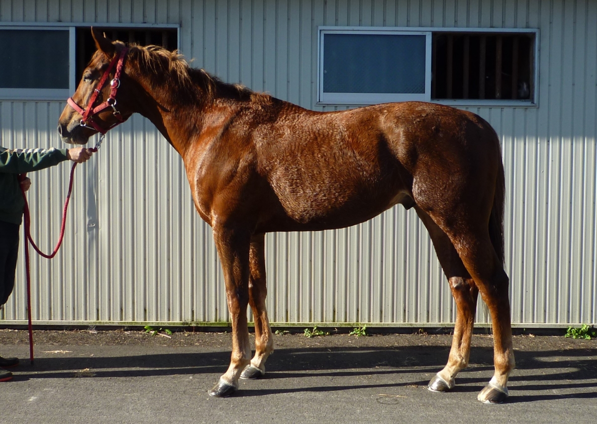 お馬様 出品 モズビッグボス Mozu Big Boss 牡 2歳 ※中央競馬 登録抹消（未出走