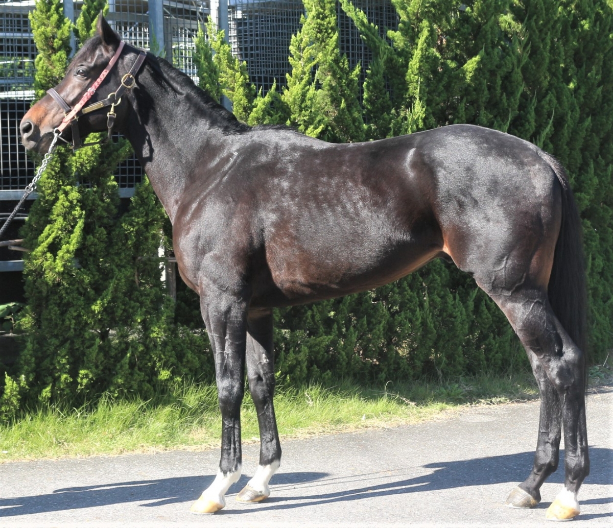 競馬 サラブレッド 写真集 ナリタブライアン トウカイテイオー