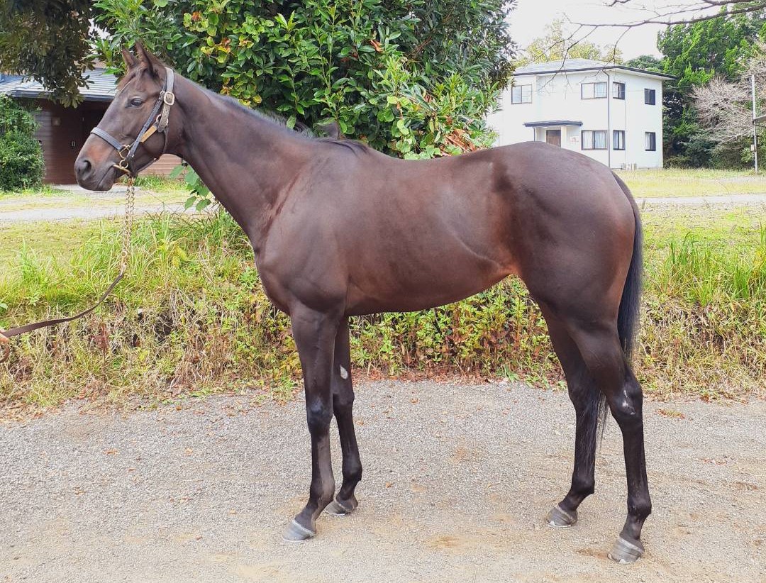 エレガントオーラ Elegant Aura 牝 4歳 ※繁殖牝馬（空胎