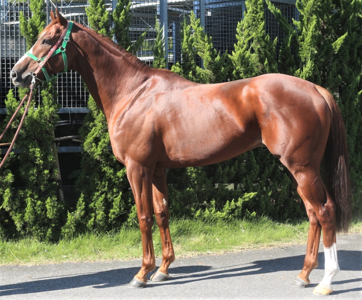 ムーンオブバローダ Moon of Baroda 牡 ６歳 ※中央競馬 登録抹消