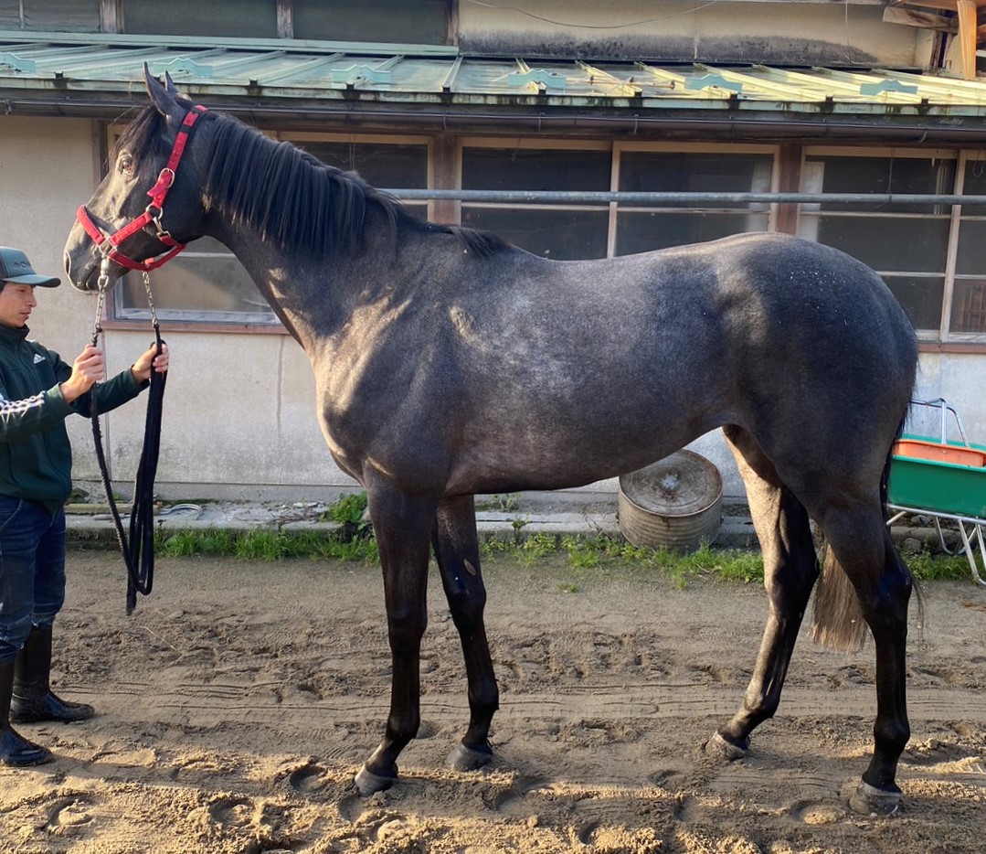 アグリシュブール Agu Richebourg 牡 3歳 ※地方競馬 在籍
