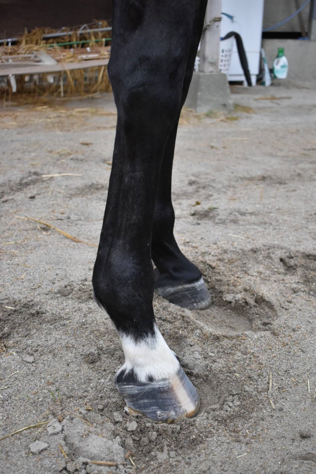 ジンフィーズ Jin Fizz 牝 4歳 ※地方競馬 在籍 | サラブレッド