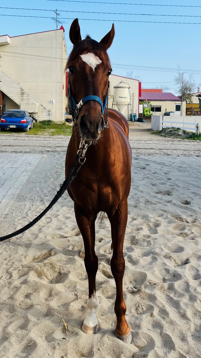 エイシンエンジョイ A Shin Enjoy 牡 7歳 ※地方競馬 在籍