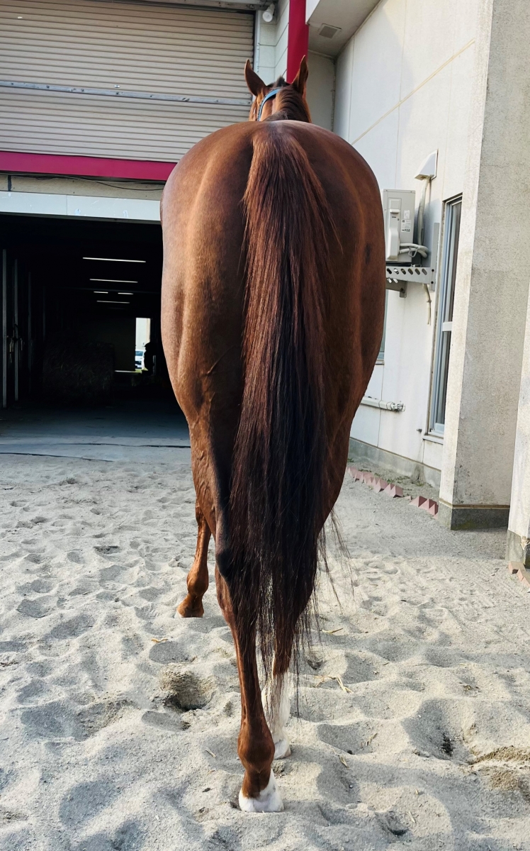 エイシンエンジョイ A Shin Enjoy 牡 7歳 ※地方競馬 在籍