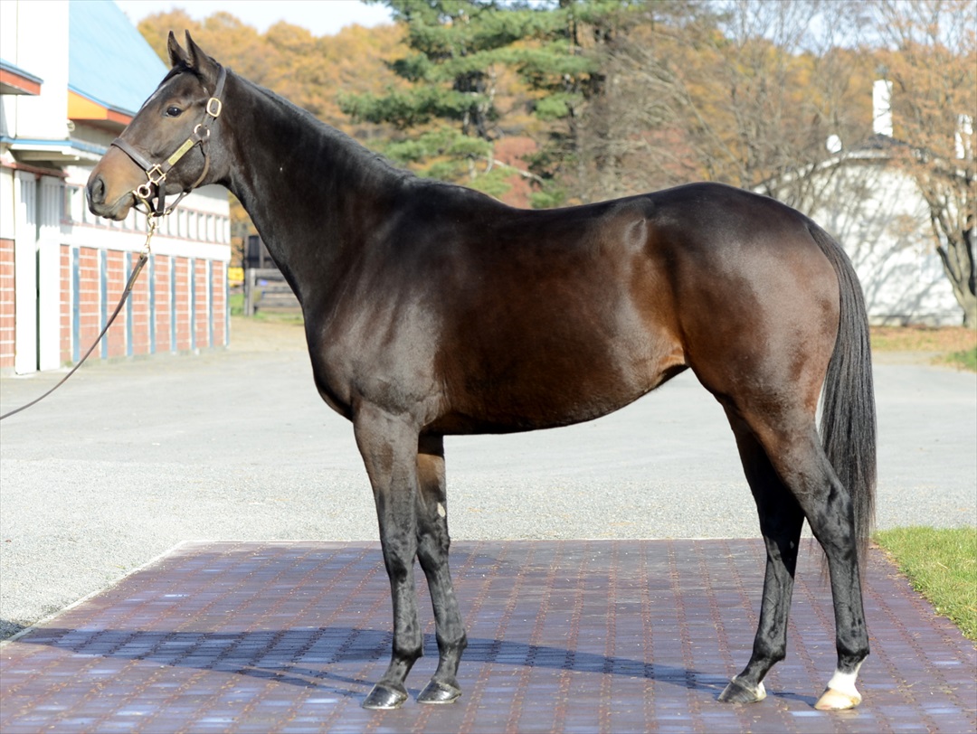 サンリヴァル 日本ダービー 馬券 - スポーツ