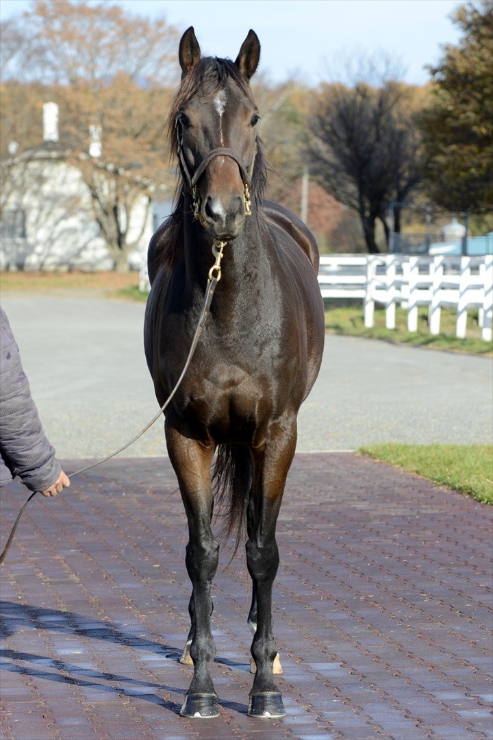 サンリヴァル 日本ダービー 馬券 - スポーツ