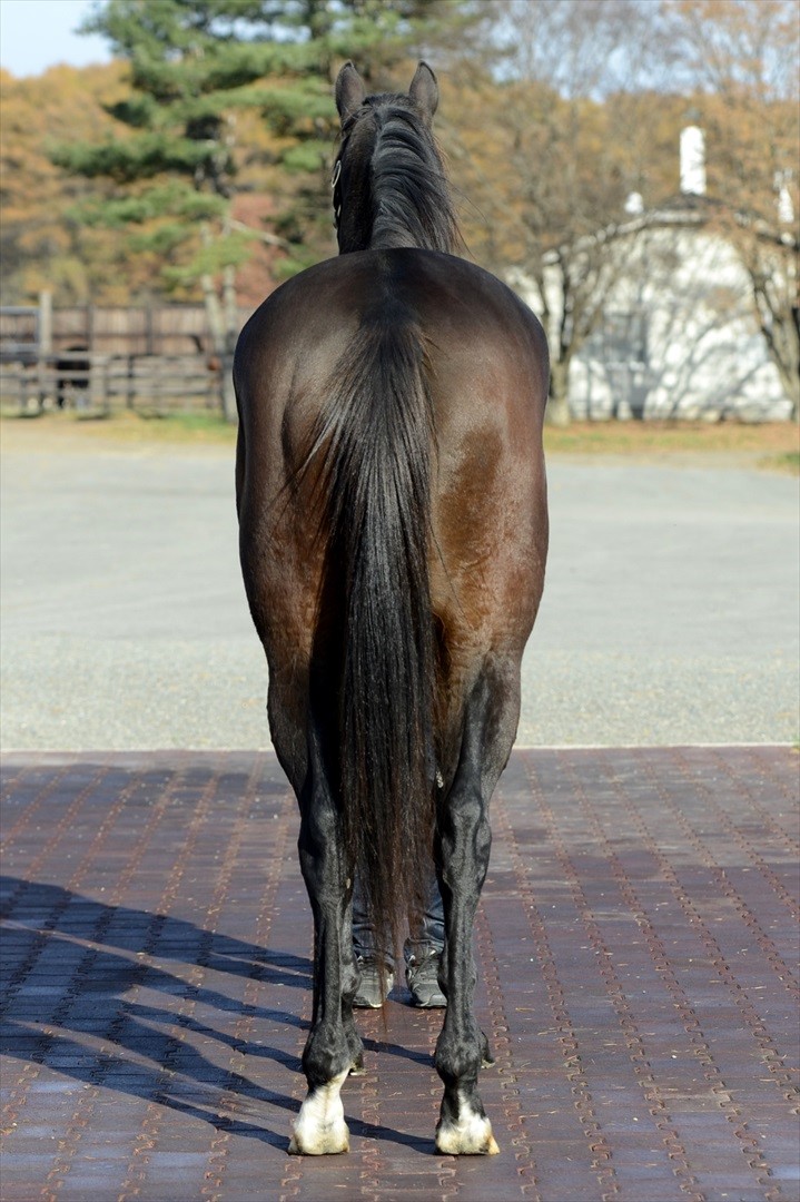 サンリヴァル 日本ダービー 馬券 - スポーツ