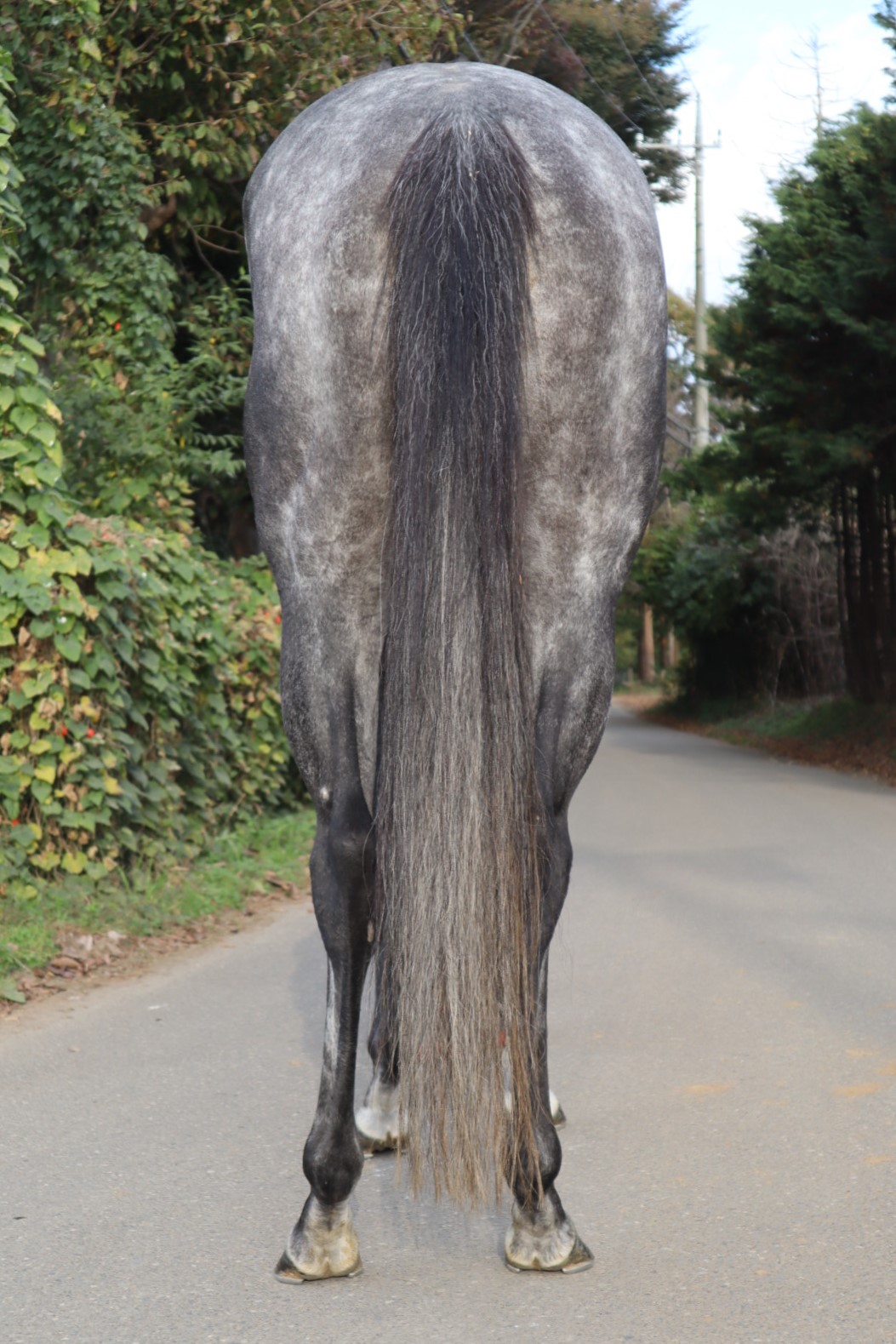 アルマイナンナ Alma Inanna 牝 5歳 ※中央競馬 登録抹消 サラブレッドオークション