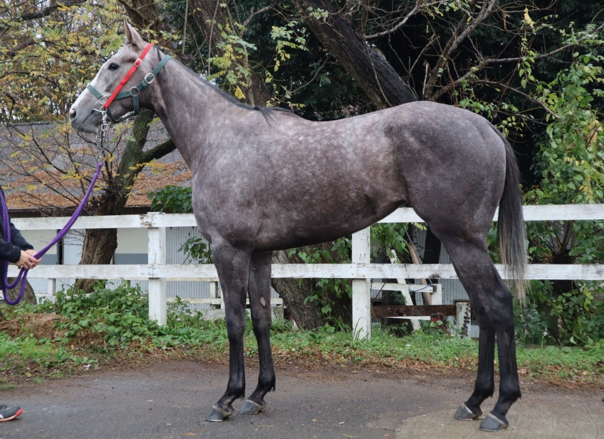 スタニング Stunning 牝 2歳 ※中央競馬 登録抹消 スタニング Stunning 牝 2歳 ※中央競馬 登録抹消