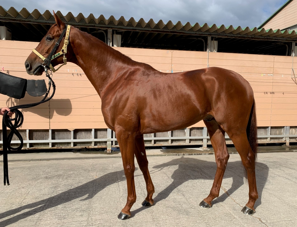 ホウオウアクセル Ho O Accel 牡 6歳 ※中央競馬 登録抹消