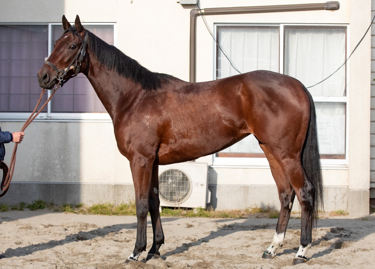 ラニコチャン Lani Ko Chan 牝 2歳 ※地方競馬 在籍 | サラブレッド