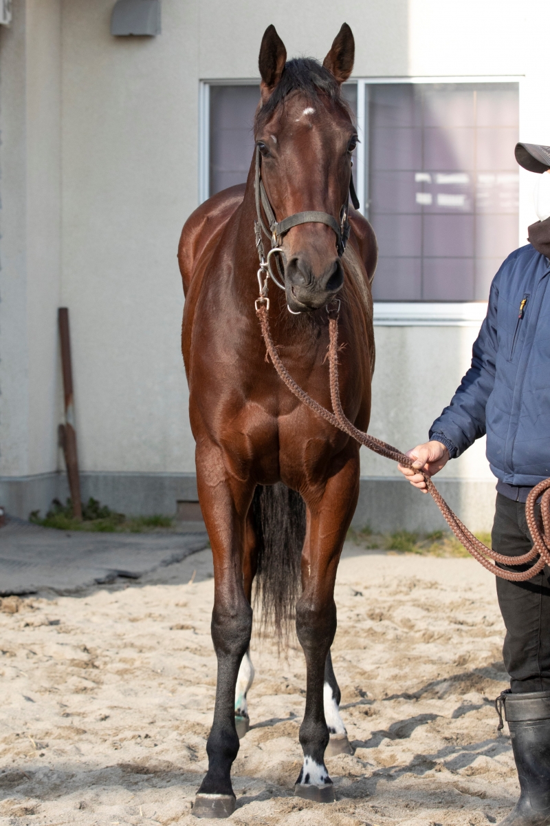 ラニコチャン Lani Ko Chan 牝 2歳 ※地方競馬 在籍 ラニコチャン Lani Ko Chan 牝 2歳 ※地方競馬 在籍