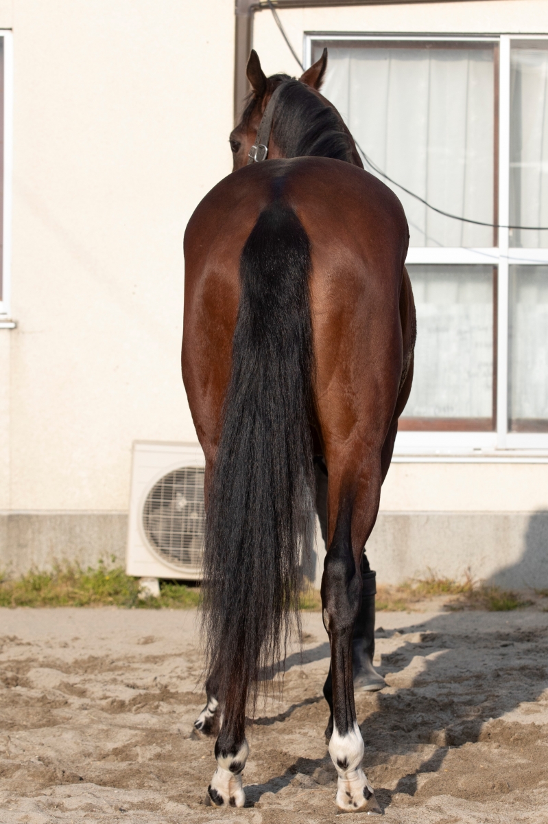 ラニコチャン Lani Ko Chan 牝 2歳 ※地方競馬 在籍 ラニコチャン Lani Ko Chan 牝 2歳 ※地方競馬 在籍