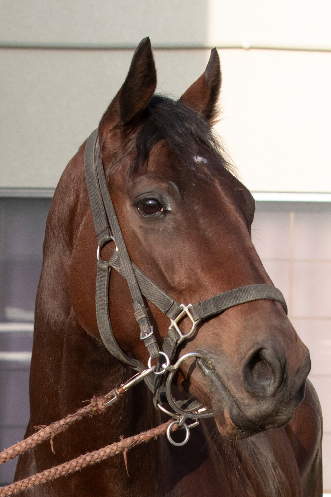 ラニコチャン Lani Ko Chan 牝 2歳 ※地方競馬 在籍 ラニコチャン Lani Ko Chan 牝 2歳 ※地方競馬 在籍