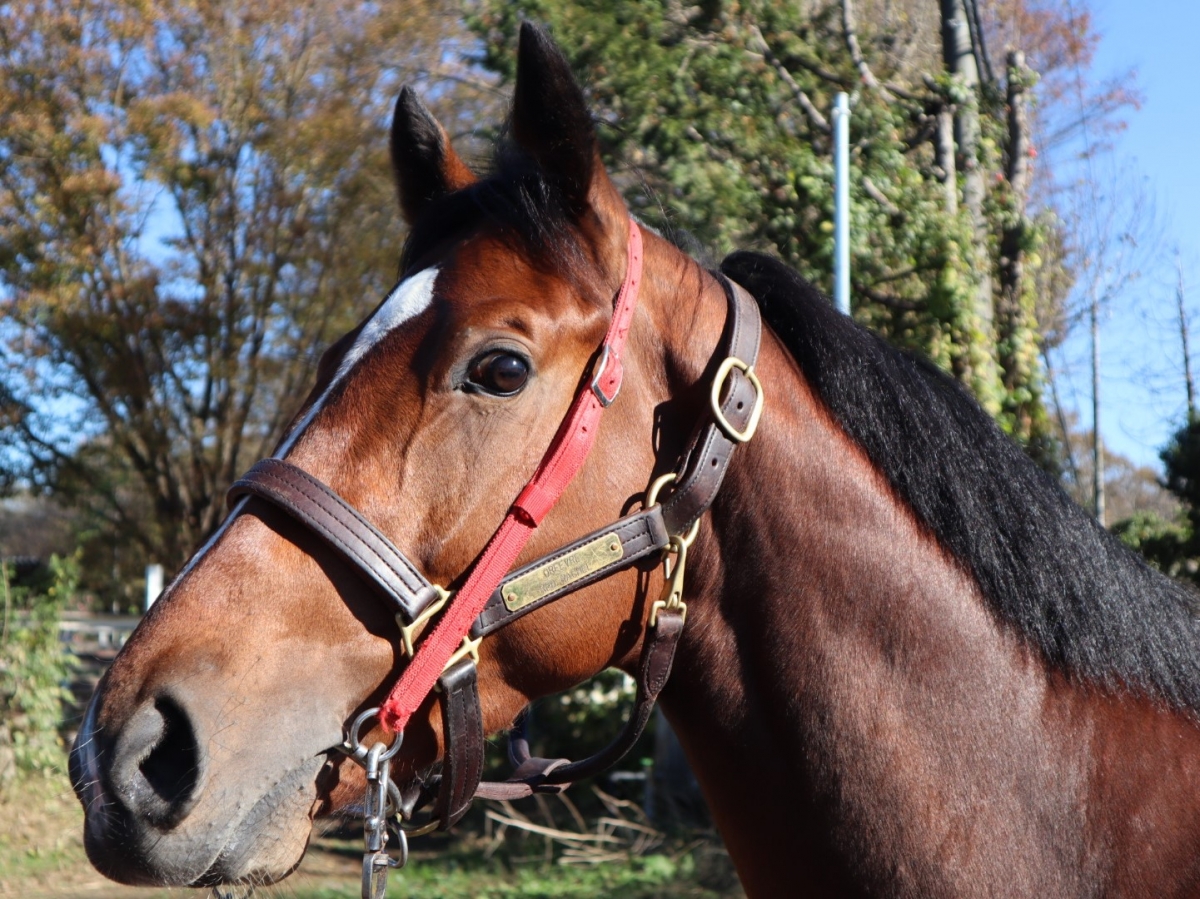 ダンネワード Dhanyavaad 牡2歳 ※中央競馬 登録抹消