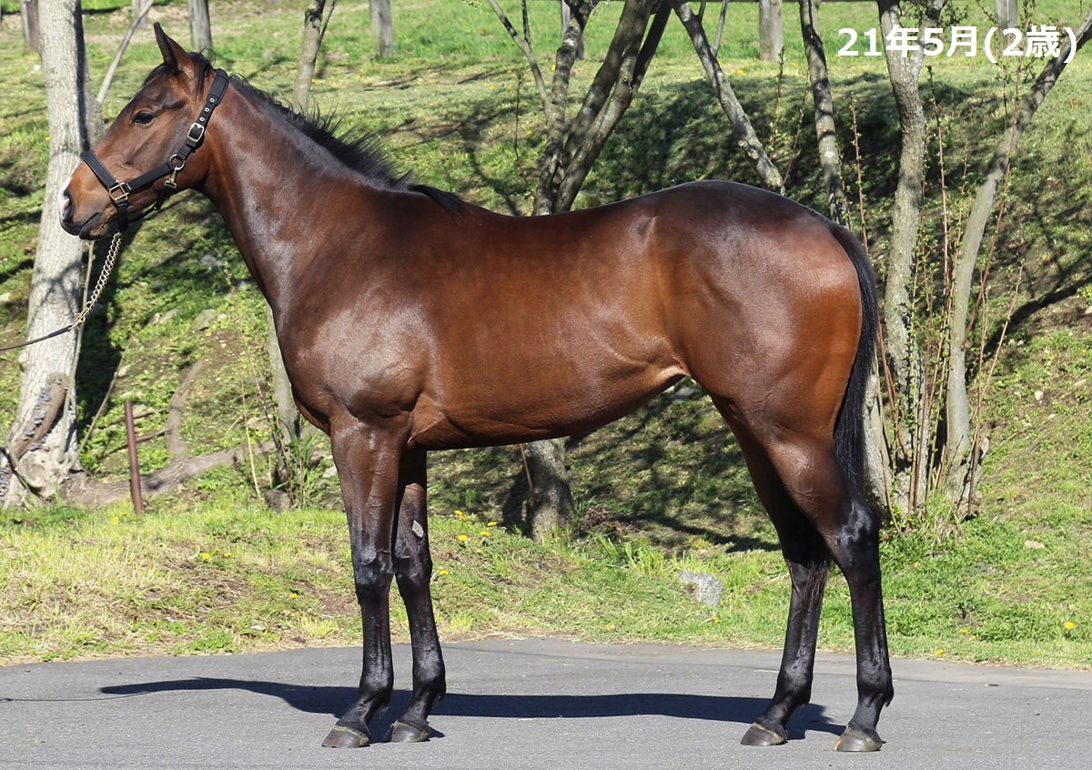 イドロボニータ　Idolo Bonita　　牝３歳　　※地方競馬　在籍_main1