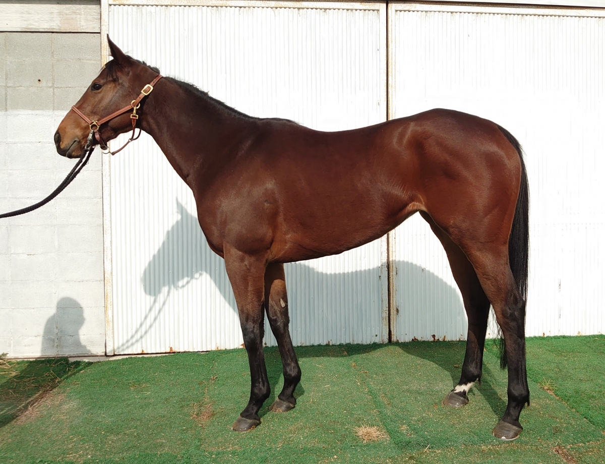 カルーナブルガリス　Calluna Vulgaris　　牝３歳　　※地方競馬　在籍_main1