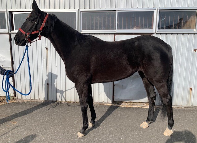 社台グループ繁殖牝馬名鑑2003〜2018（16冊） 社台グループ繁殖牝馬