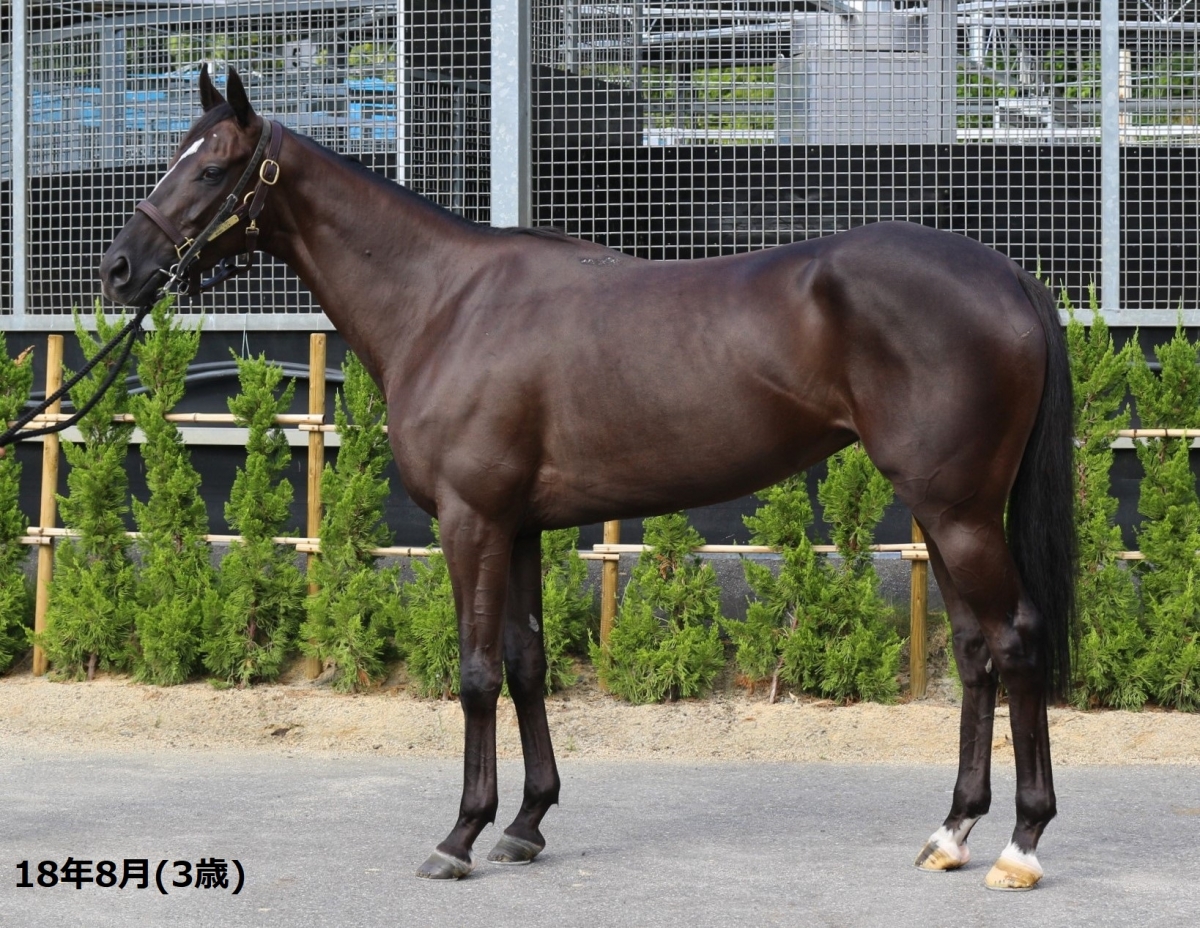 レッドオルティス Red Ortiz 牝7歳 ※繁殖牝馬（空胎