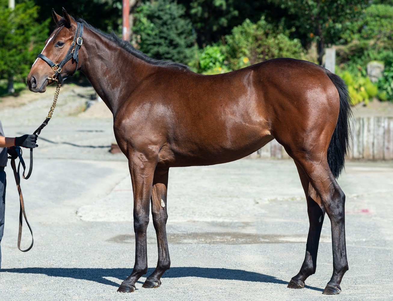 ワンオリーブの21　One Olive 21　　牝１歳　　※育成馬（騎乗運動中の１歳馬）_main1