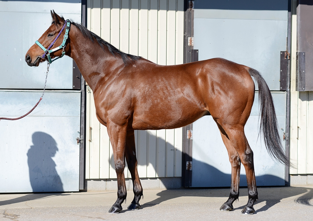 プレトリア Pretoria セン 7歳 ※中央競馬 登録抹消